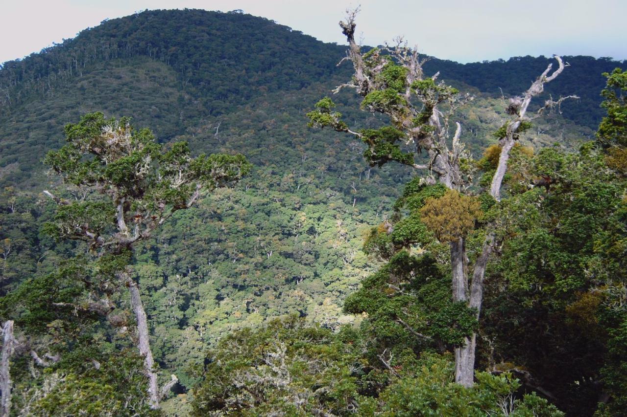 Dantica Cloud Forest Lodge San Gerardo de Dota Kültér fotó